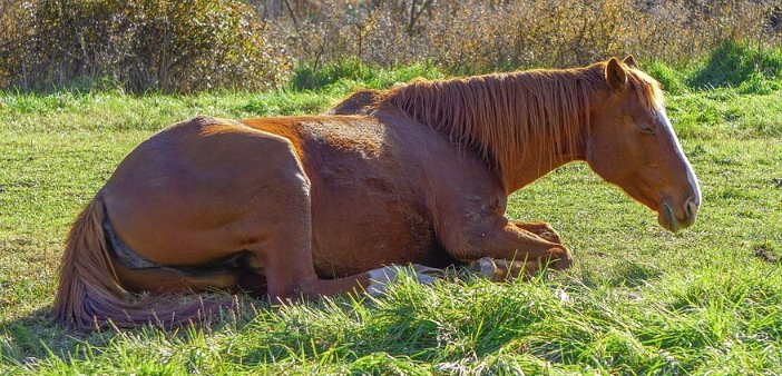 Cómo duermen los caballos: posiciones y fases del sueño 