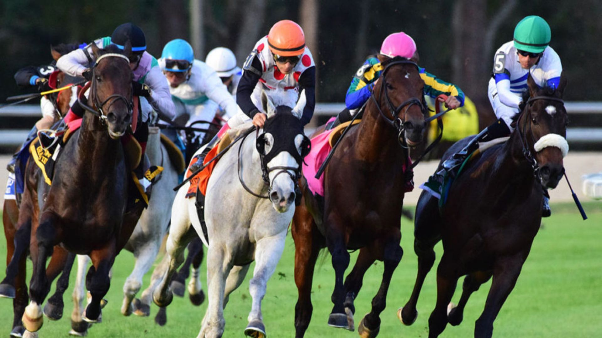 Carreras de caballos: tipos, eventos destacados y dónde verlas
