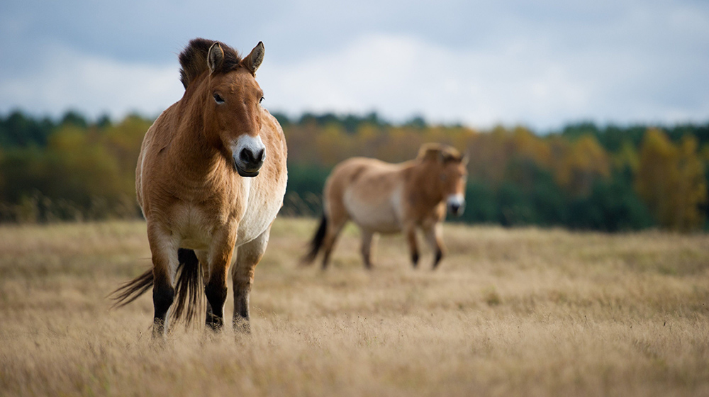 Desvelando el caballo Przewalski: la especie no domesticable