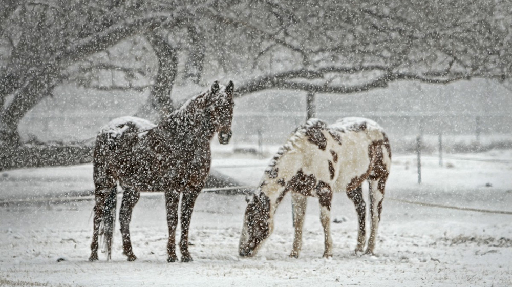 5 tips esenciales para cuidar a tu caballo en invierno 